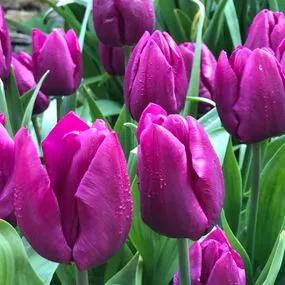 Purple Prince Tulip (Tulipa Purple Prince) Hero Img